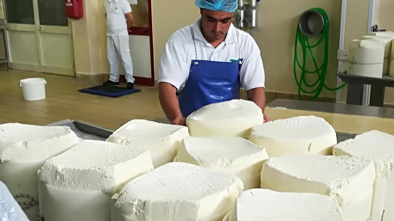 Tutela del pecorino romano, caseifici a lezione di export