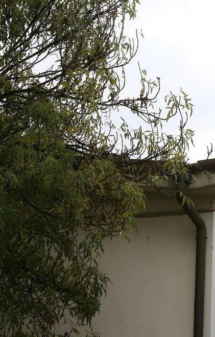 Comitato: «Sbagliato abbattere l’albero accanto alla scuola»