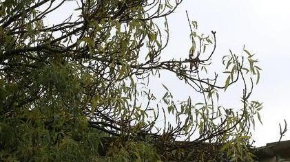 Comitato: «Sbagliato abbattere l’albero accanto alla scuola»