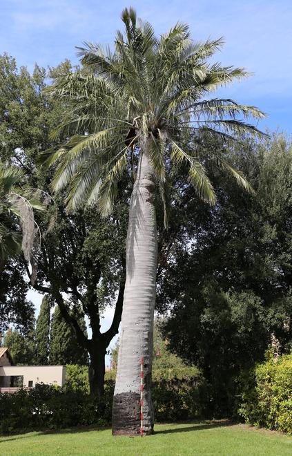 Una targa per la palma record alta 15 metri che ha oltre 100 anni
