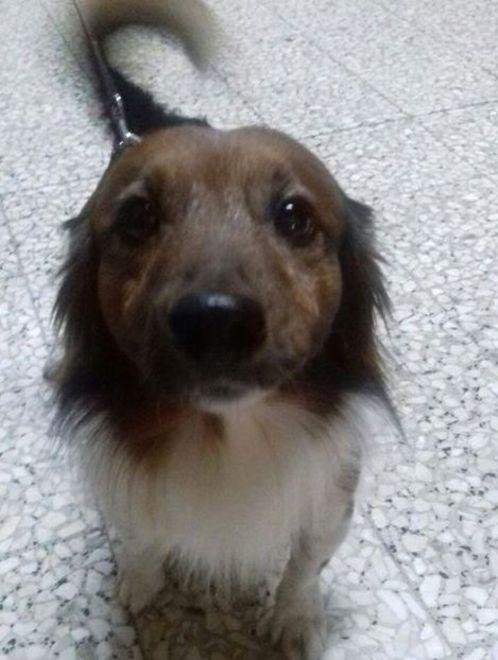 Cane “sfrattato” trova casa 