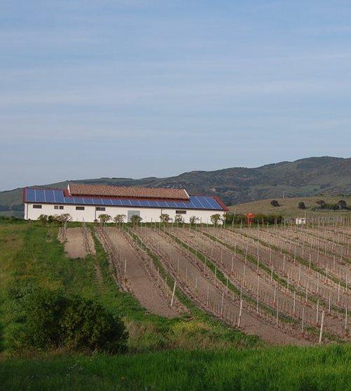 Eccellenze a Sorso, vini da primato per conquistare il mercato mondiale 