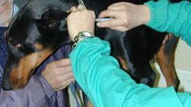 Anagrafe canina, in Gallura le visite dei veterinari Assl