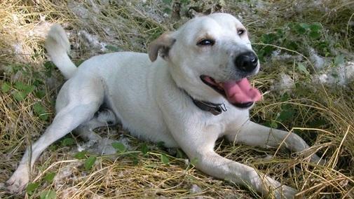 Investe un cane uccidendolo e scappa