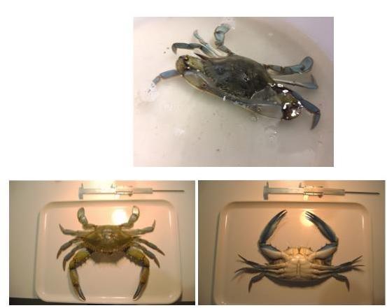 Le immagini del granchio blu americano fornite dal Cnr