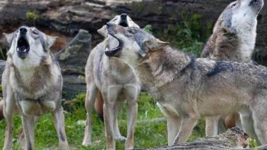Lupi in Valdicecina Coldiretti: ogni giorno attacchi alle greggi