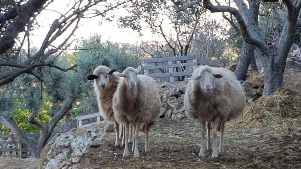 Benvenuti a casa di Gioia l’angelo di tutti gli animali