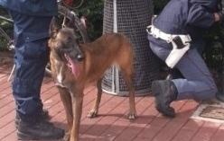 Il cane Axel va in pensione e ora cerca una famiglia 
