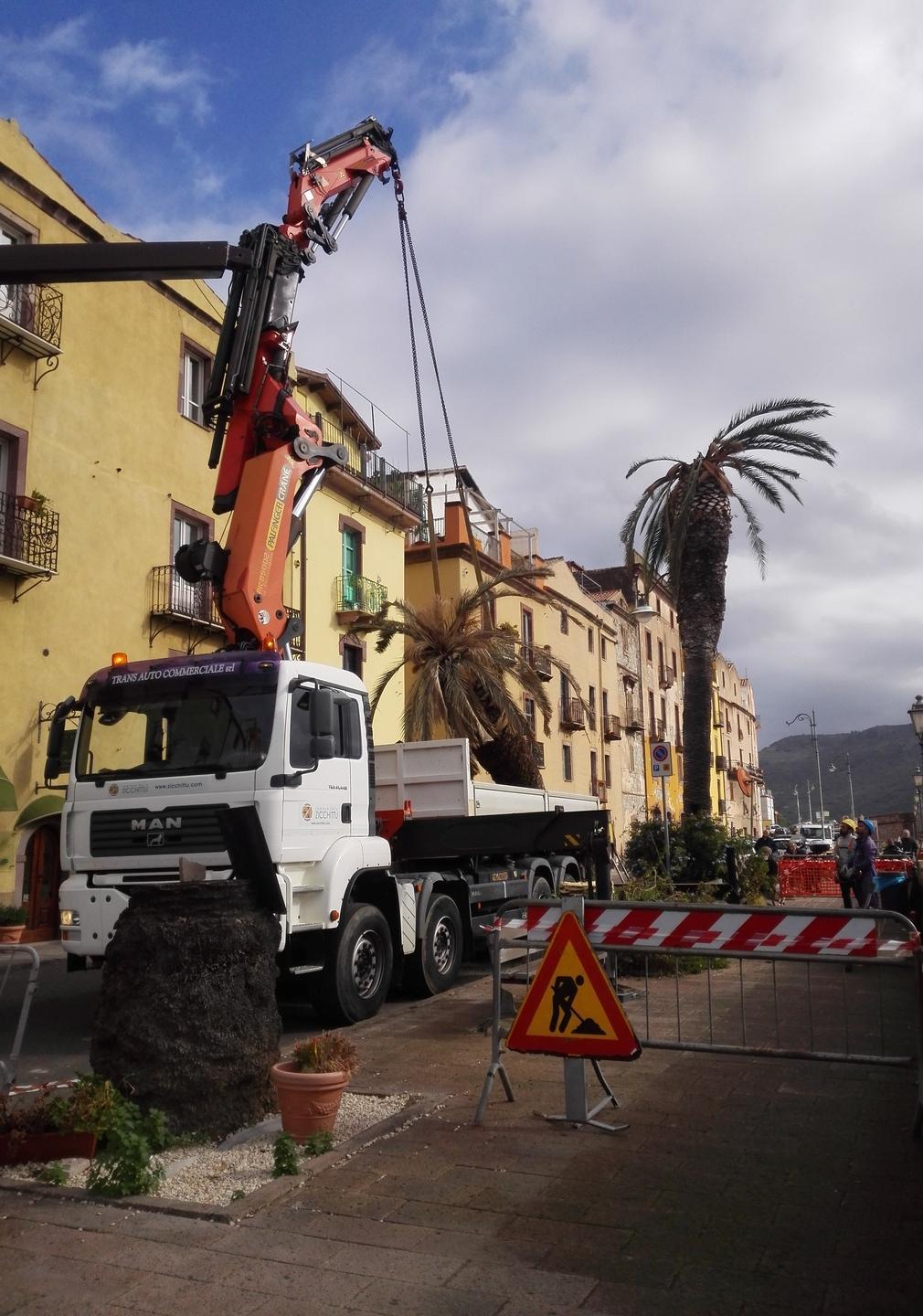 Bosa, triste Lungotemo senza palme: ha vinto il punteruolo rosso 