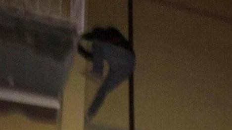 Fotografa il ladro acrobata mentre scappa dai terrazzi