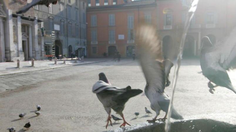 Viaggiatori divenuti sedentari: la storia dei piccioni di città