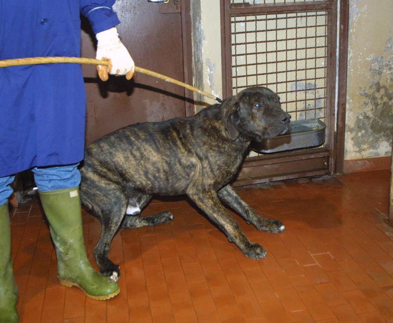 A Ravarino due cani sbranano un cavallo e  una capra 