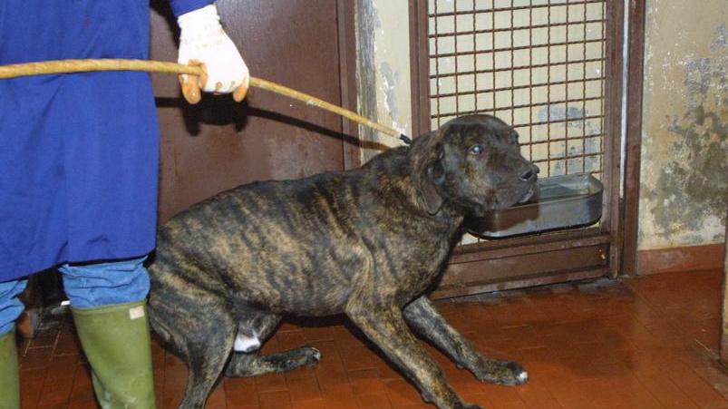 A Ravarino due cani sbranano un cavallo e una capra