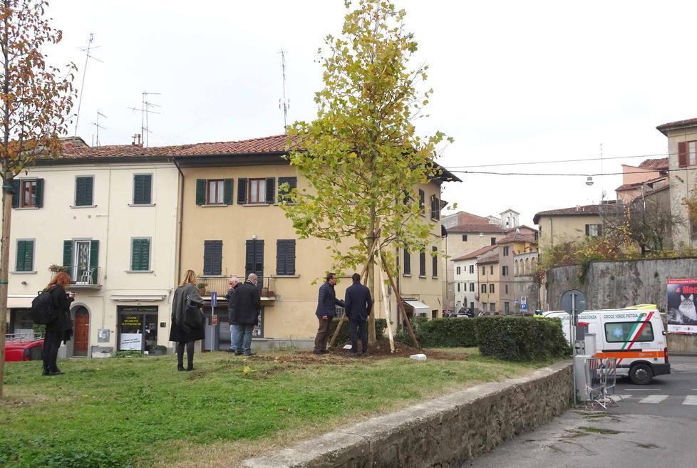 Un nuovo platano nel giardino devastato dalla bufera del 2015