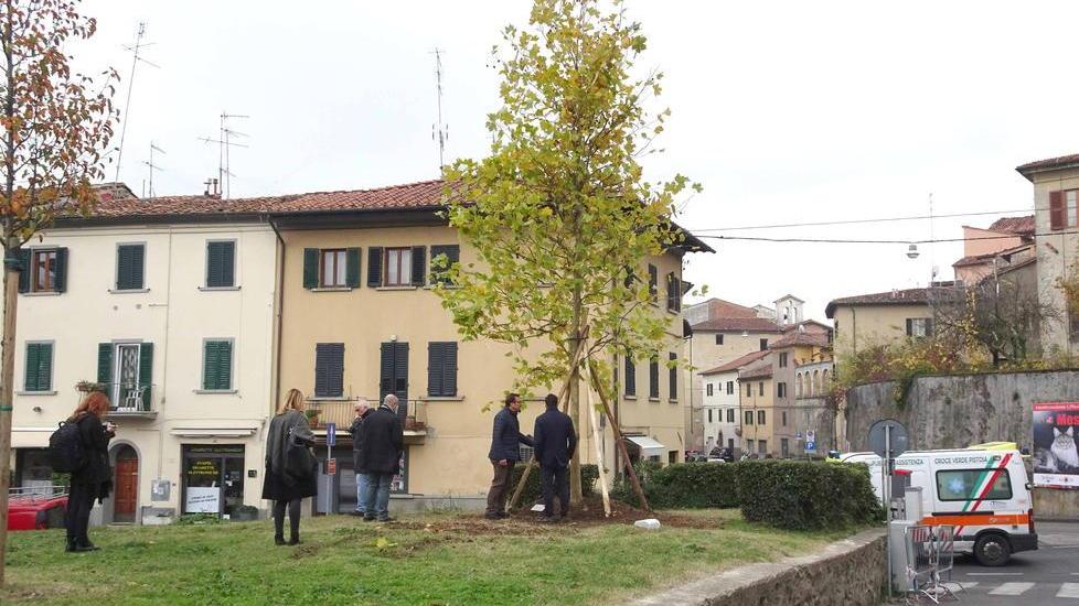 Un nuovo platano nel giardino devastato dalla bufera del 2015