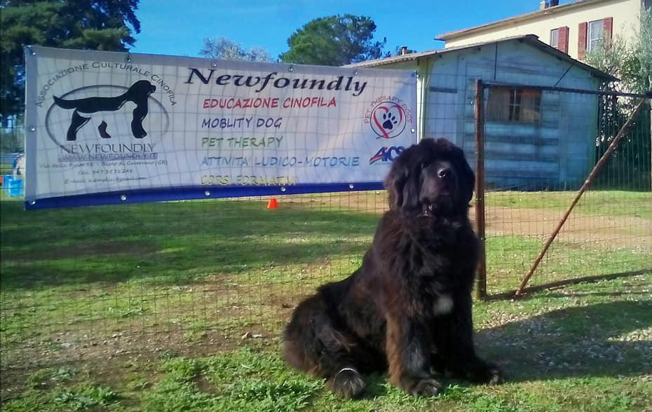 Un’area attrezzata per far giocare Fido 