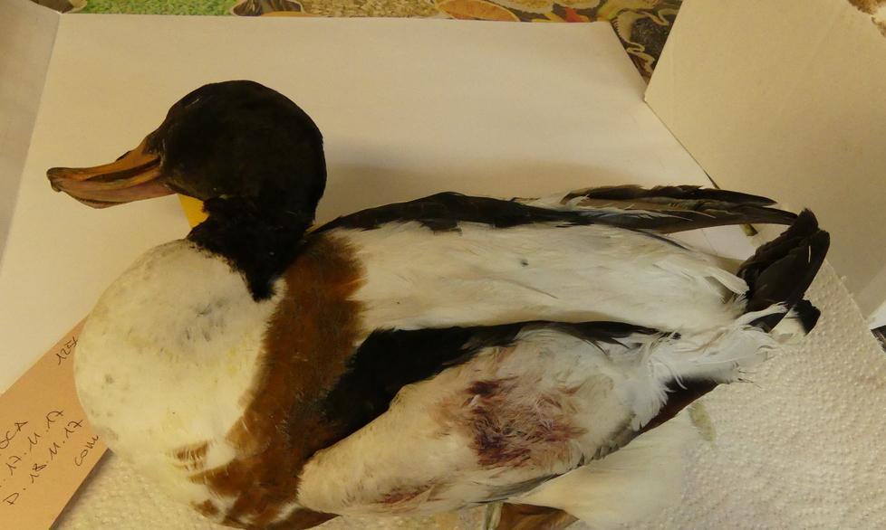 Volpoca uccisa dai bracconieri