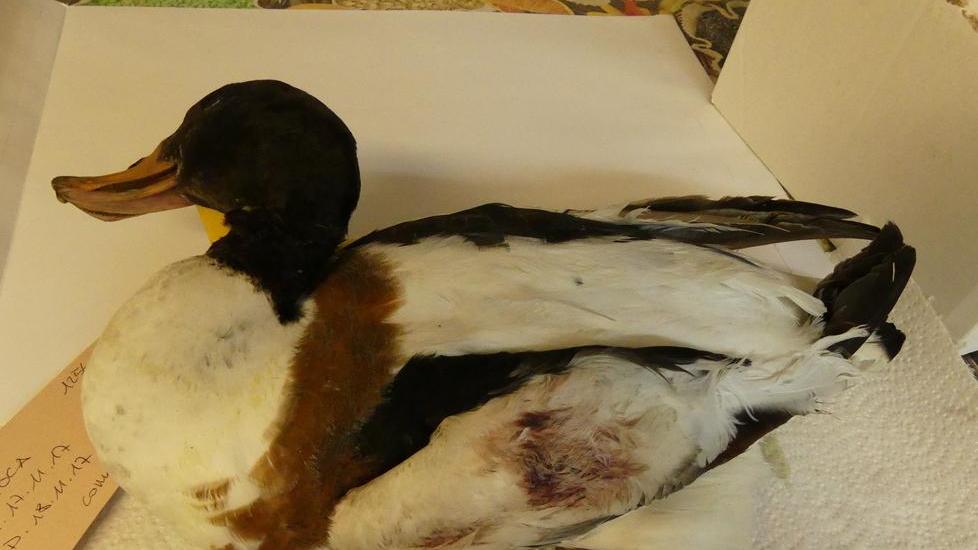 Volpoca uccisa dai bracconieri