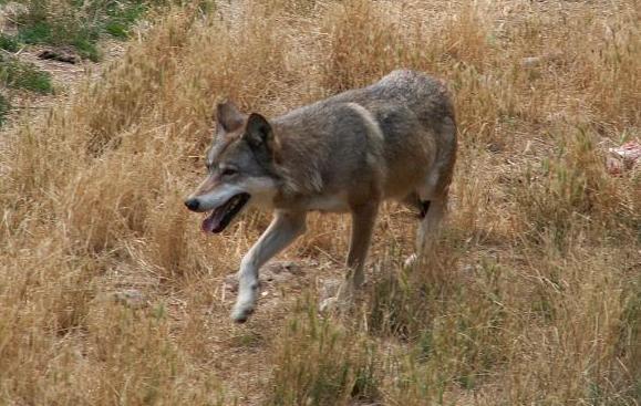 Aggredito dal lupo, indaga anche il Parco 