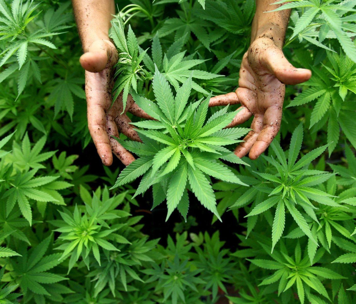 Droga, agricoltore condannato a 10 mesi