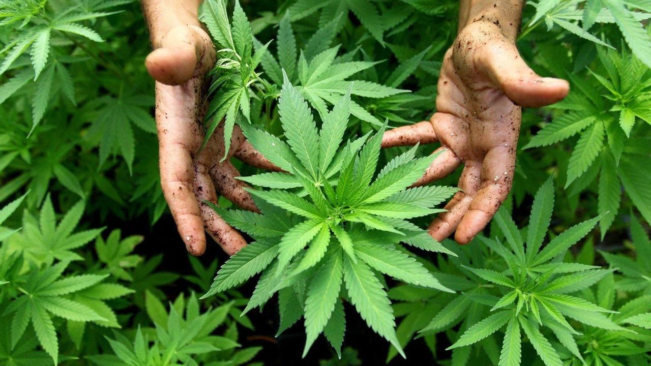 Droga, agricoltore condannato a 10 mesi