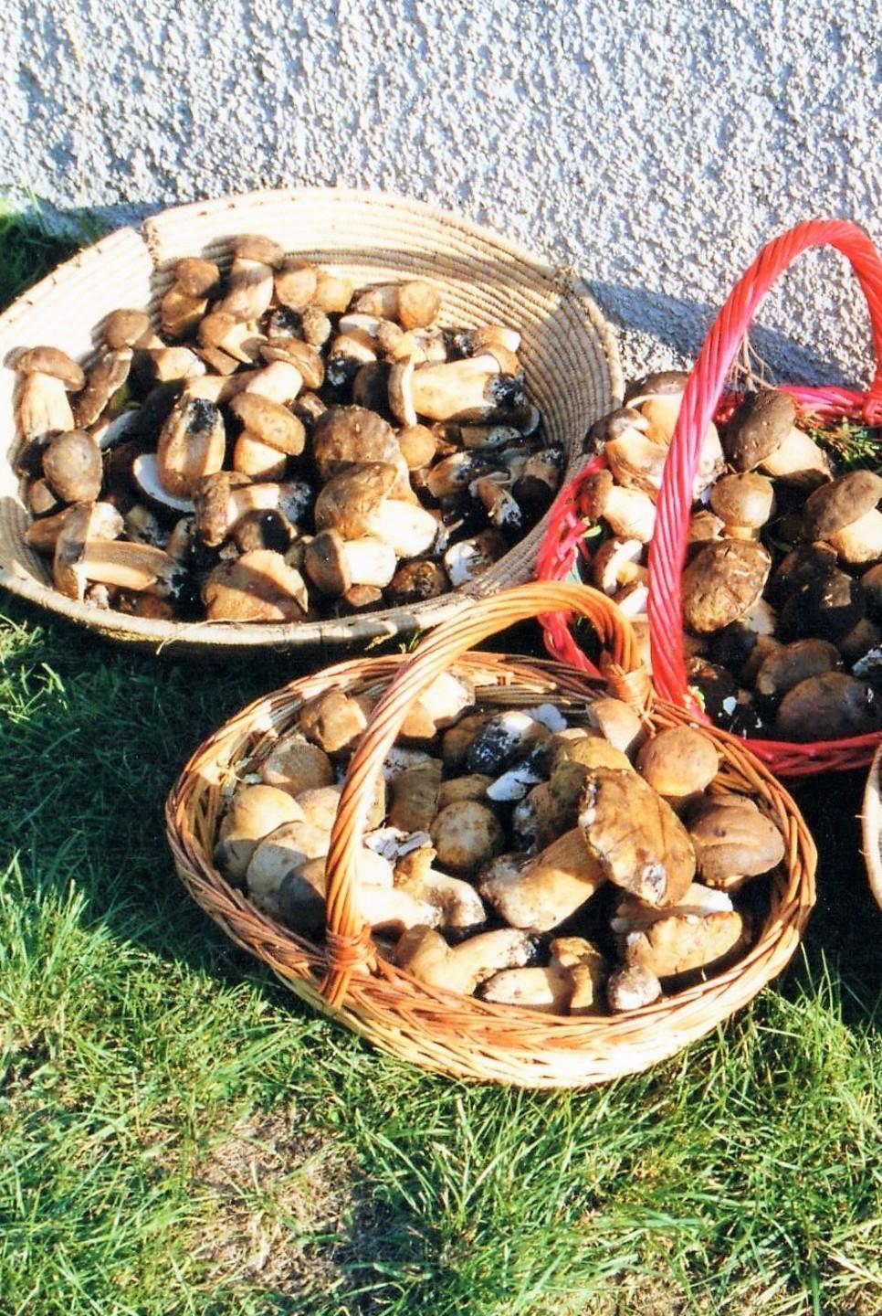 Tra i boschi dell’Anglona alla scoperta di funghi e tartufi 