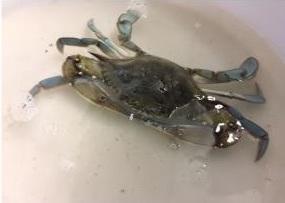 Il granchio blu americano nello stagno di Cabras 