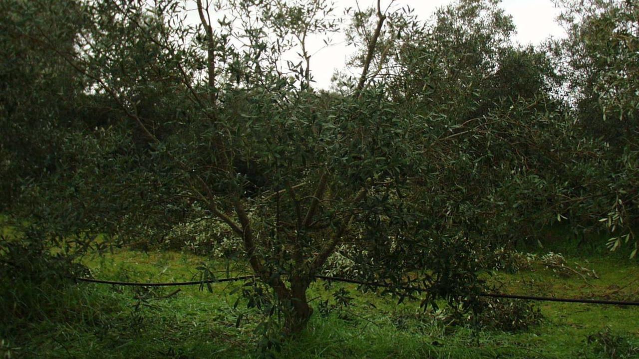 Oliena, annata eccezionale per la raccolta delle olive