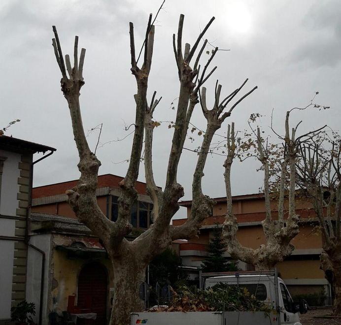 Platani a rischio ancora potature a Pontasserchio