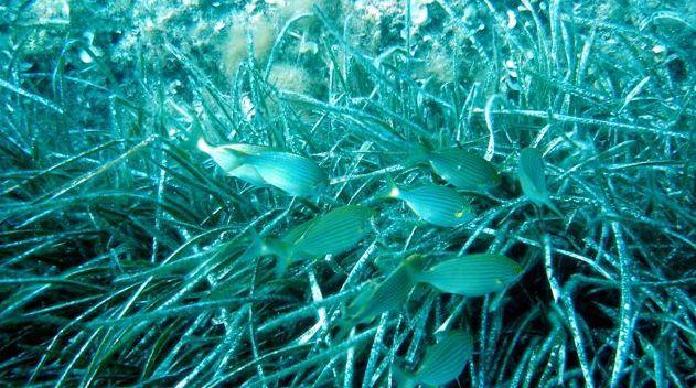 Ambiente, aree protette per salvare l’isola 