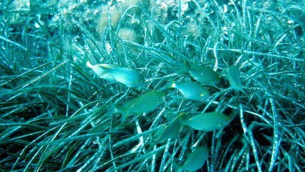 Ambiente, aree protette per salvare l’isola