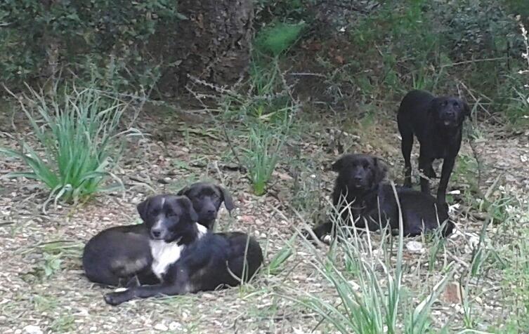 Cane randagio ucciso a colpi di bastone, il processo è sospeso 