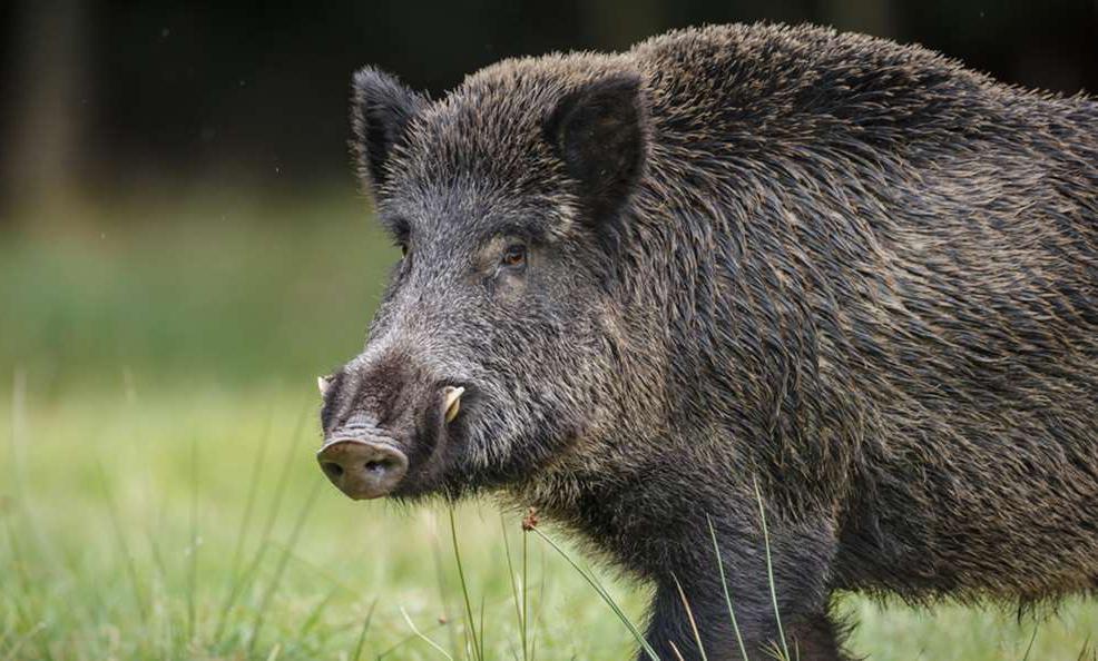 Un esemplare di cinghiale
