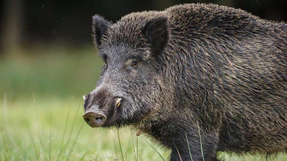 Un esemplare di cinghiale