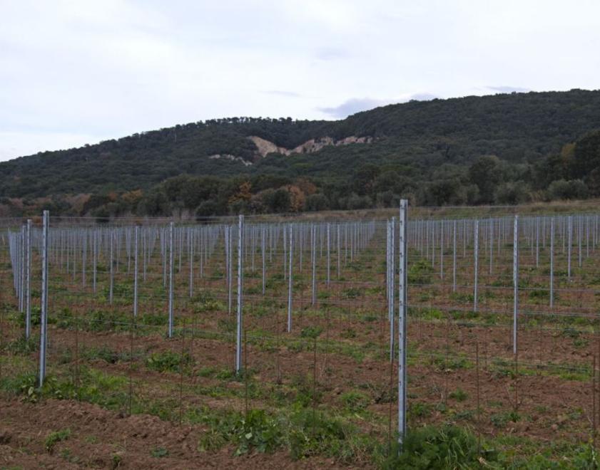 L’ex cava trasformata in cantina 