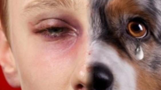 Maltrattamenti sugli animali incontro alla Croce Verde