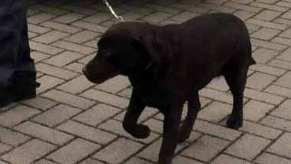 Il cane Mezzanotte fiuta i pendolari