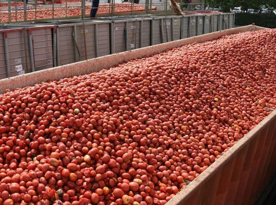 Due aziende ferraresi a podio nel “Pomodorino d’oro”