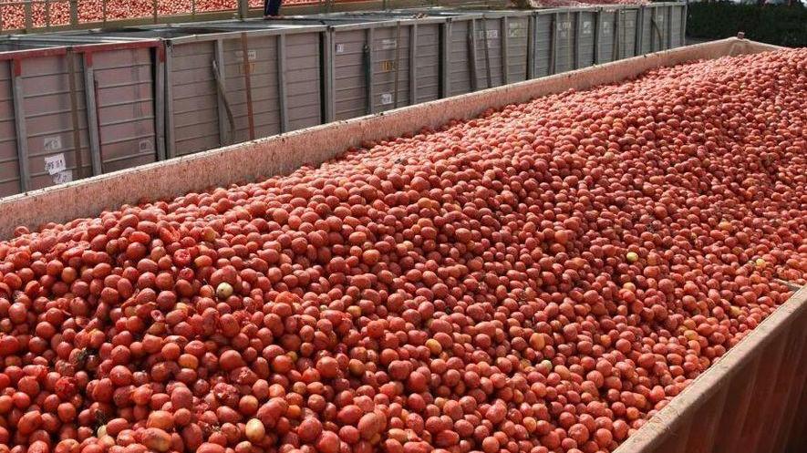 Due aziende ferraresi a podio nel “Pomodorino d’oro”