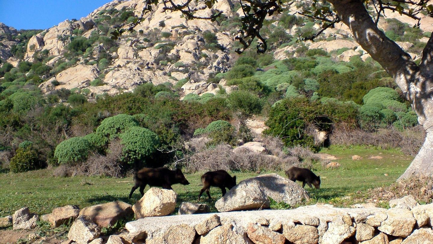 Manutenzioni e gestione animali: accordo Parco Asinara-Forestas 