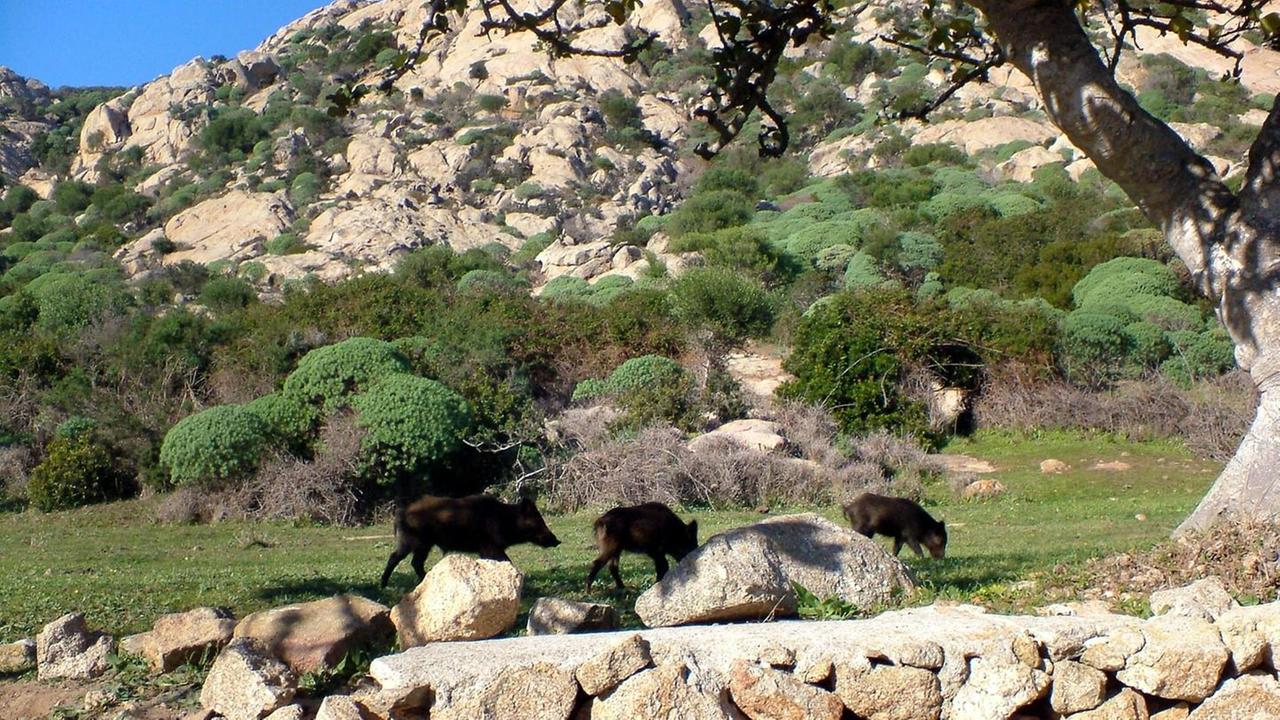Manutenzioni e gestione animali: accordo Parco Asinara-Forestas 