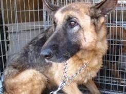 Vignola, maltrattamenti al suo cane: andrà sei mesi in carcere 