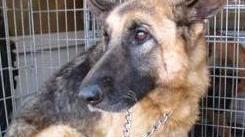Vignola, maltrattamenti al suo cane: andrà sei mesi in carcere