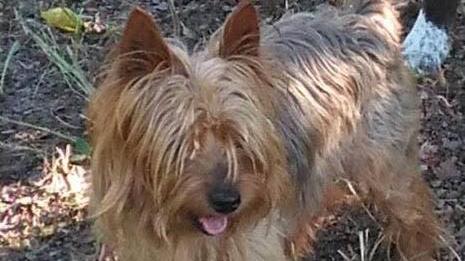 Rapito un cane: disperato appello sul web a Vignola