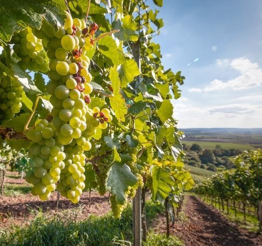 Un algoritmo aiuta gli agricoltori