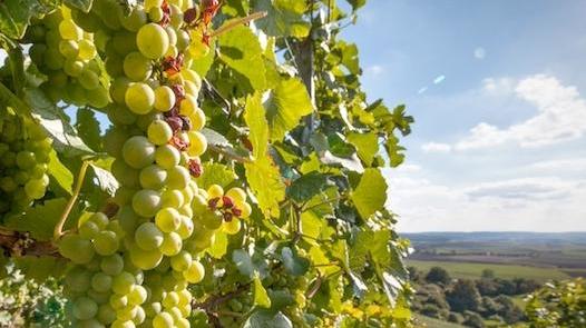 Un algoritmo aiuta gli agricoltori