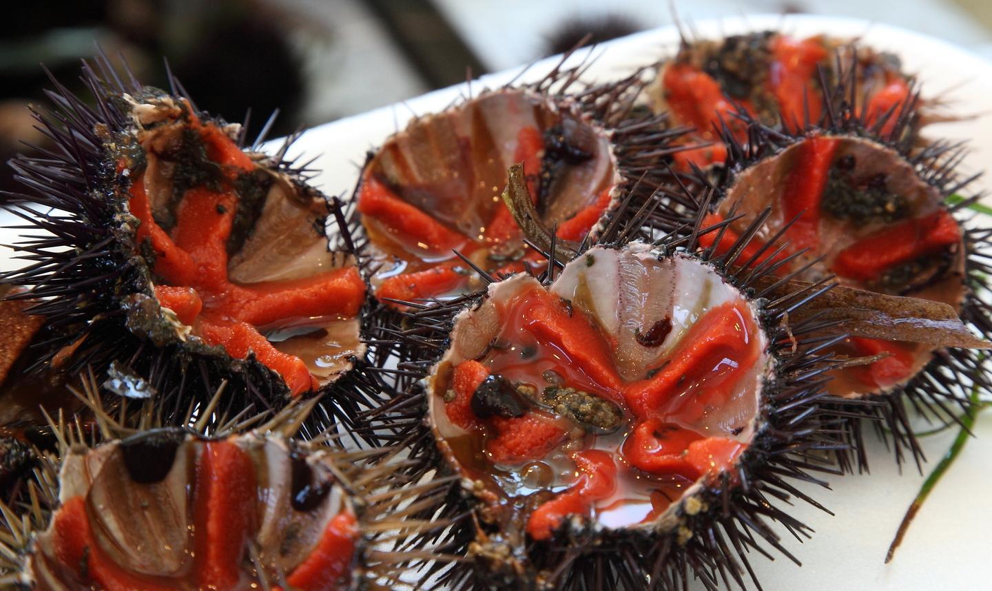 Ricci di mare, disposti maggiori controlli