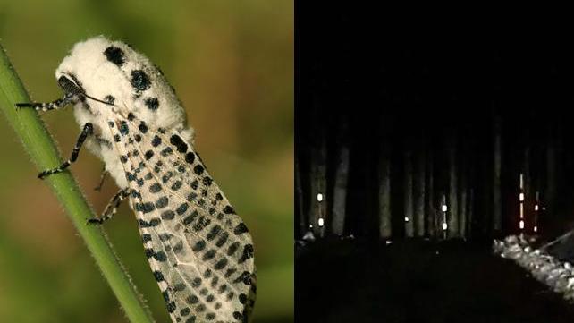La strana invasione delle farfalle bianche - Video