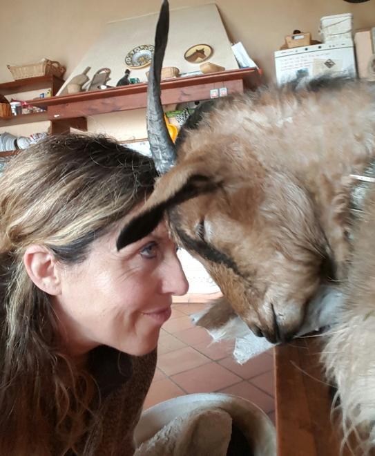 Capre sbranate dai lupi in collina 