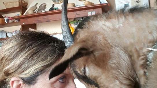 Capre sbranate dai lupi in collina